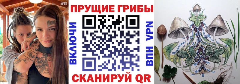 Купить  Урень  Псилоцибиновые грибы Psilocybe 